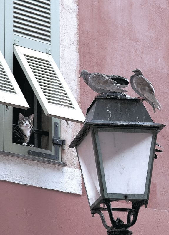 绿茵智慧，篮球之心，论东决战夜的范戴克式节奏掌控