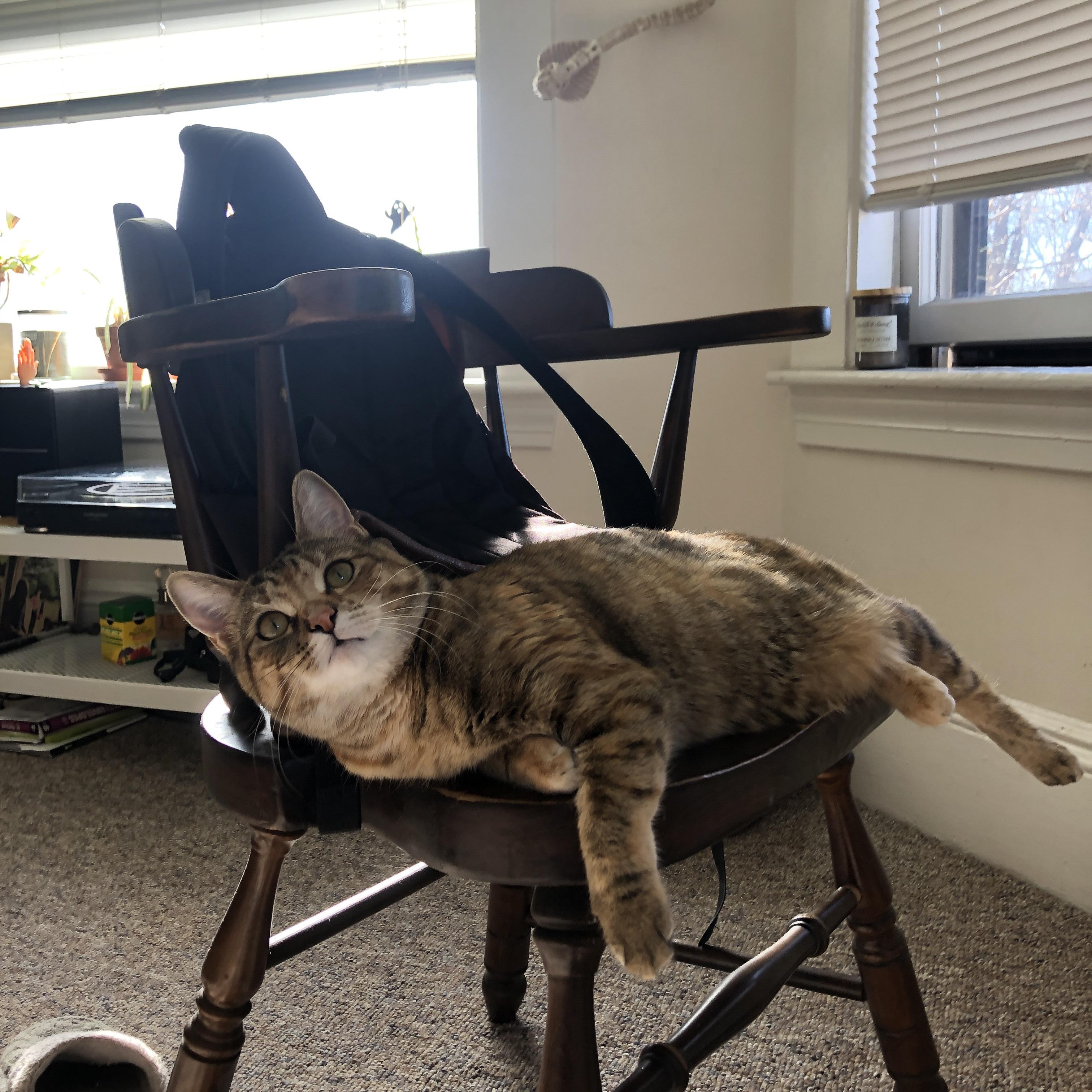 铁血与天才的战争，当哈兰德在欧冠熔炉中锻造神话