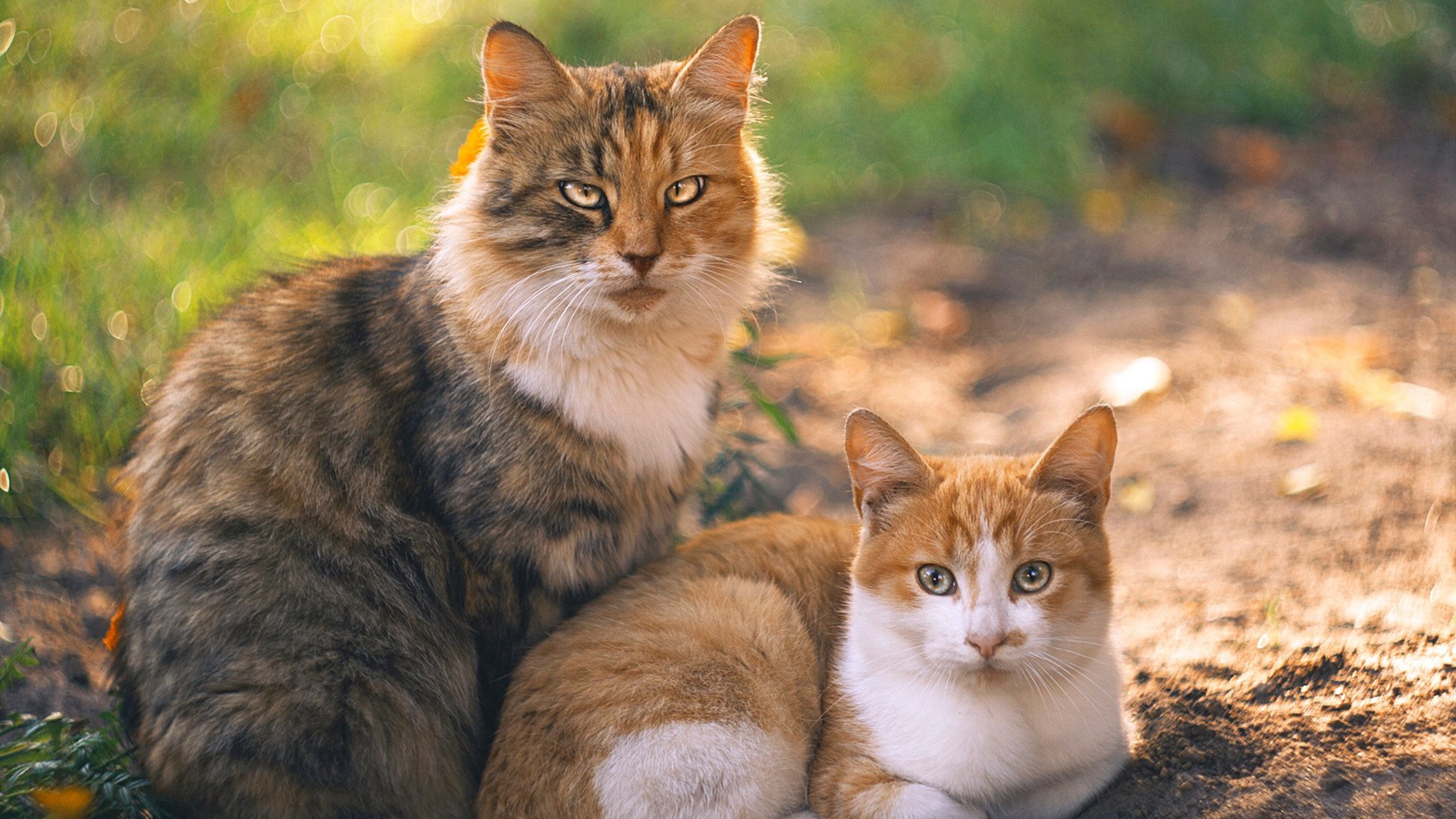 当东方崛起遇见西方巨兽，浙江队力克掘金背后的约基奇时刻