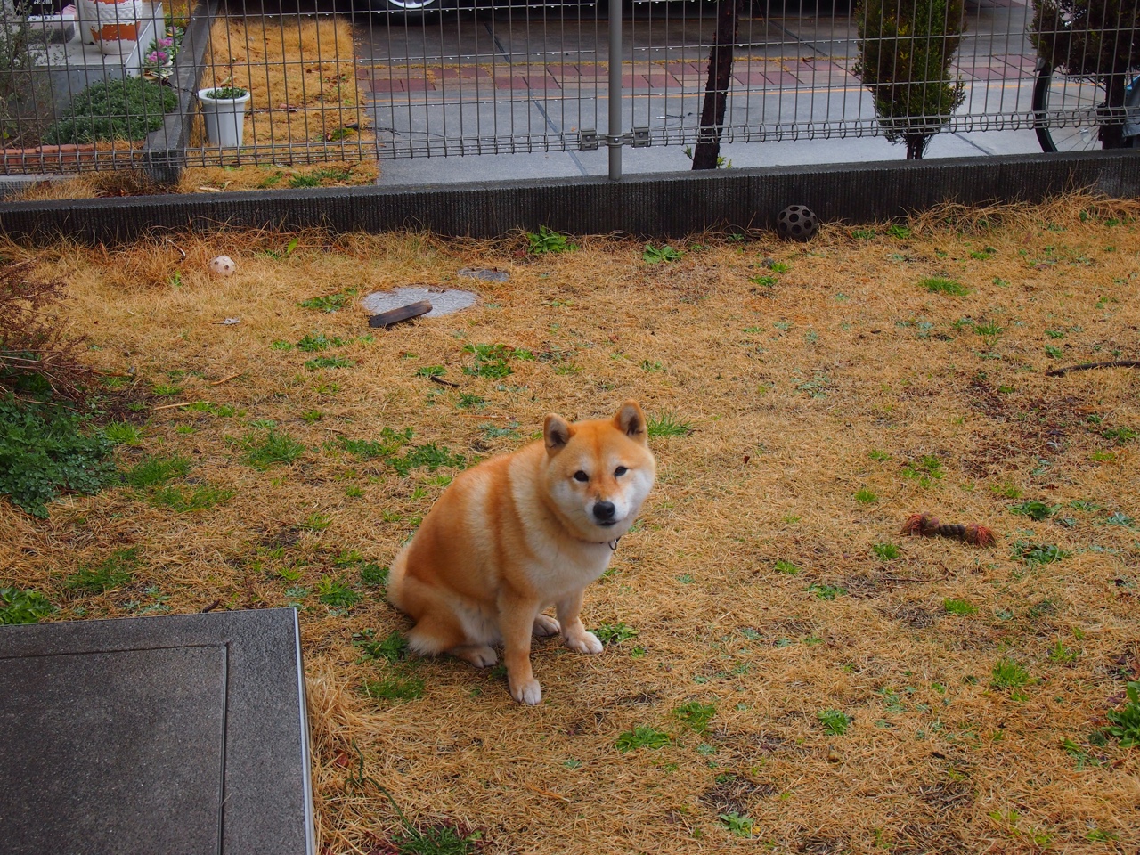 恩比德40分无解攻坚+制胜封盖,骑士队三战横扫北京队剑指总冠军