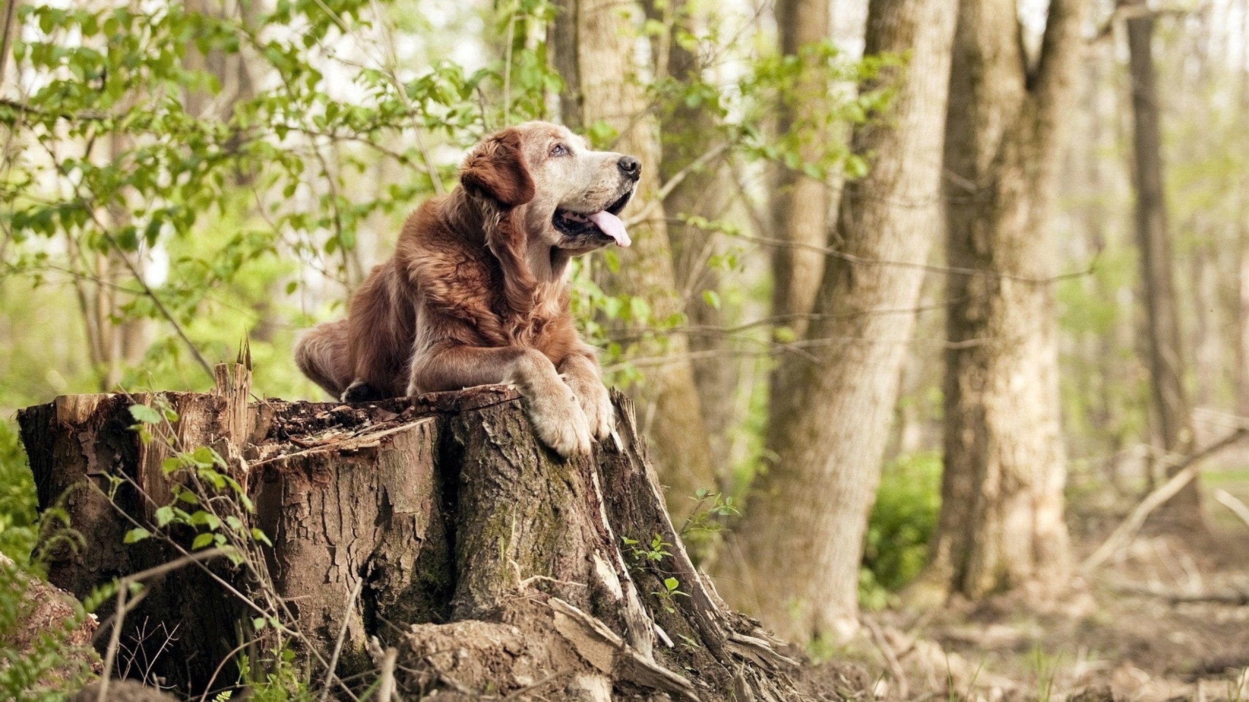 绿茵定盘星，墨西哥的沉稳碾压与皮克的永恒节拍