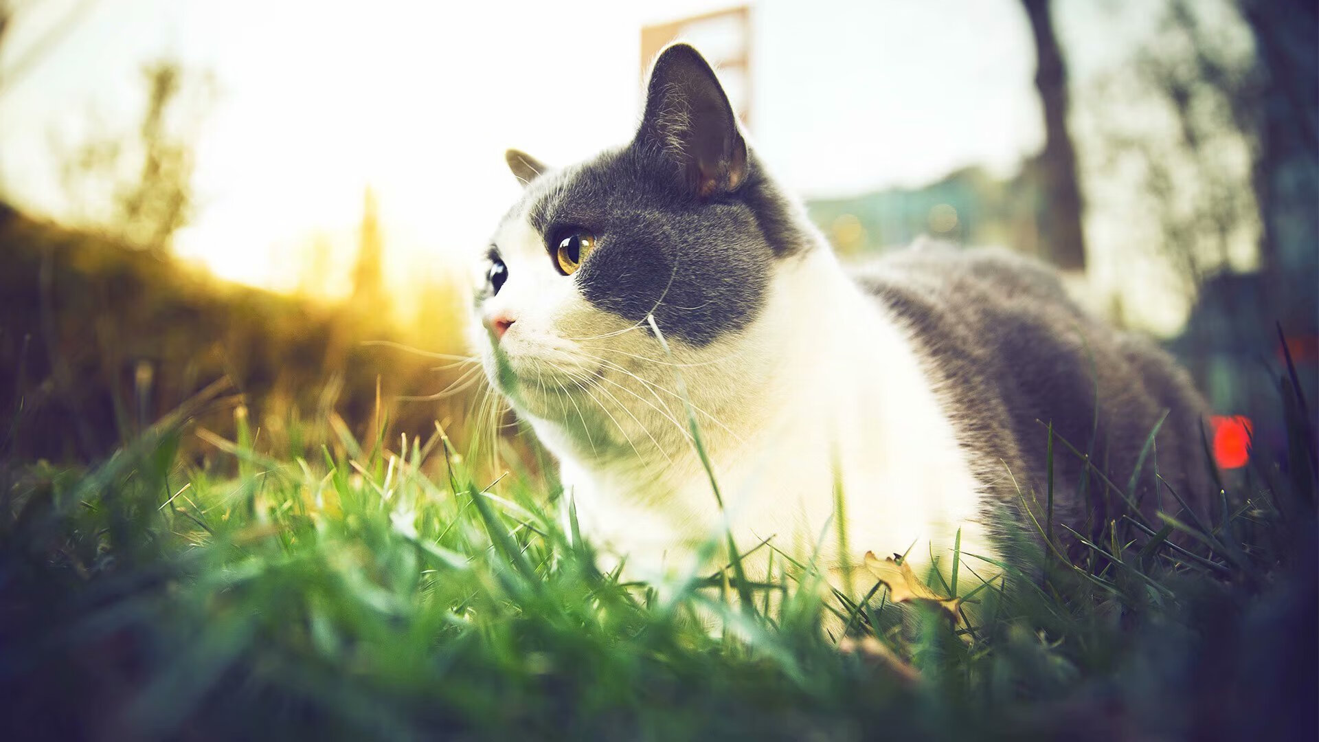 贝恩轰42分主宰比赛！从体系球员到关键先生，爵士晋级之路他正名巨星价值