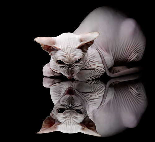 绿翼传说，戈麦斯一役封神，爱尔兰足球的诗意复兴