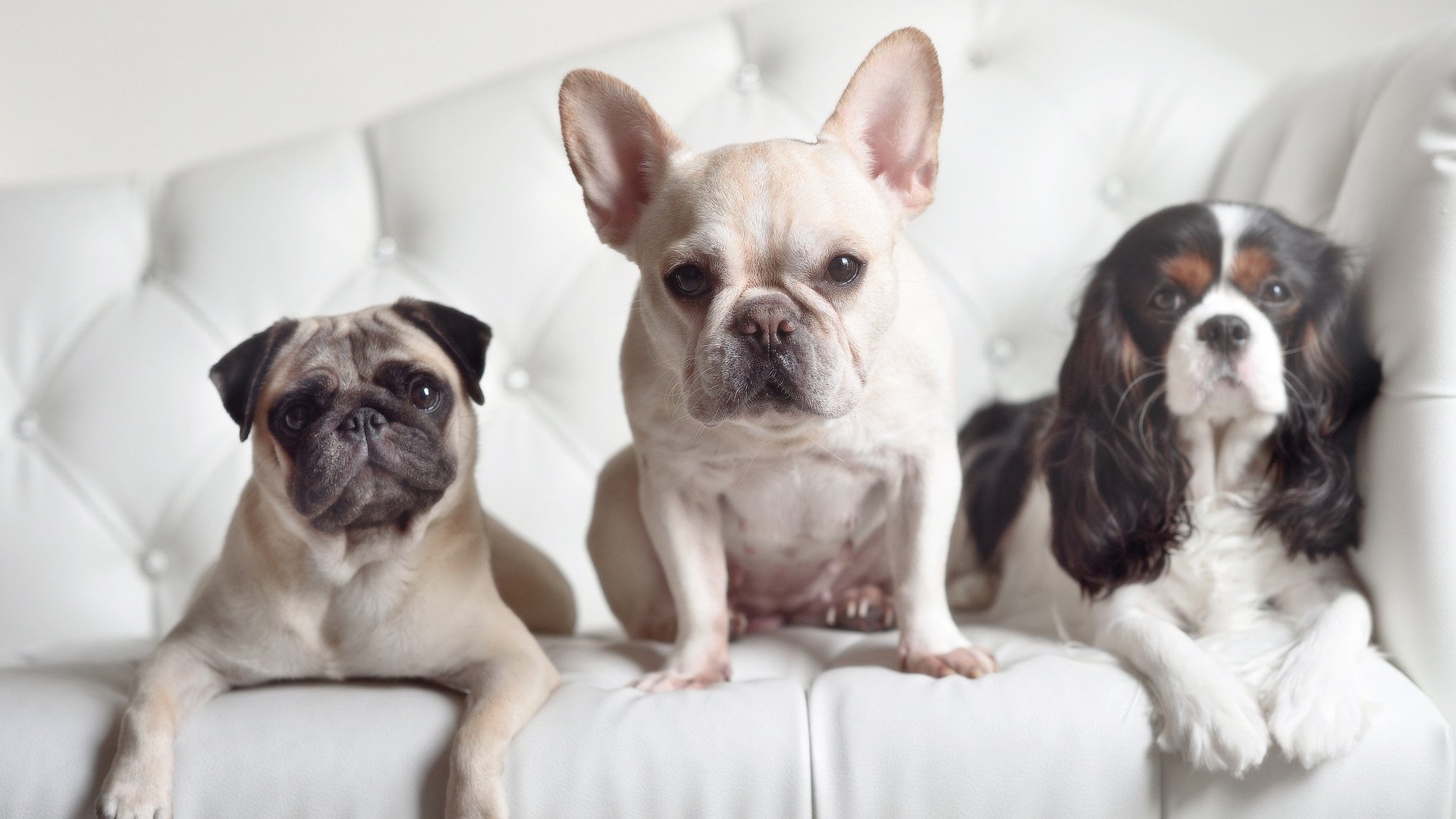 篮球跨界奇袭,新西兰末节战术解锁足球密码,福登虚拟主宰双城记