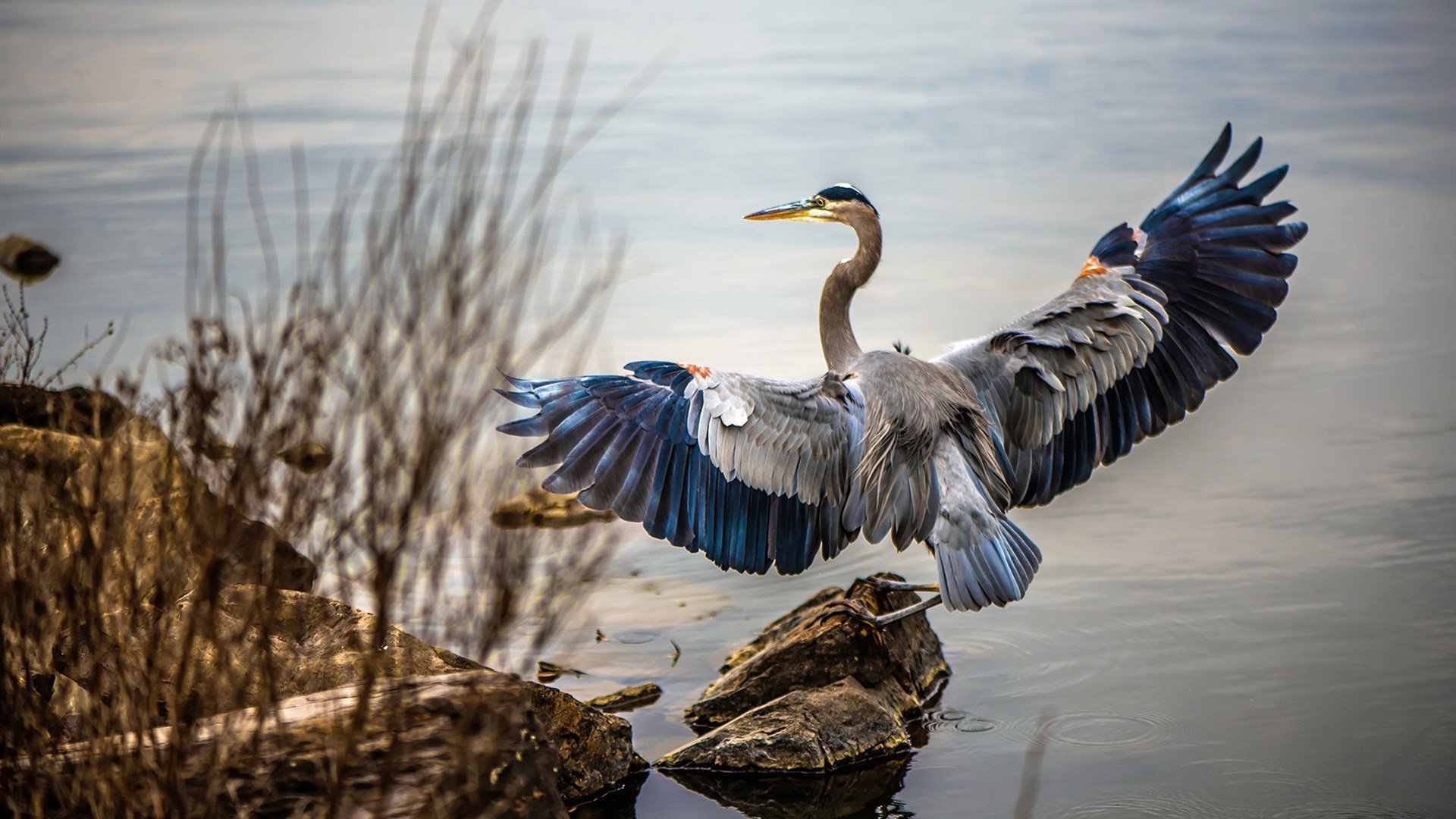 逆袭之夜，无名车手小贾伦如何在F1街道赛击碎所有人的预判