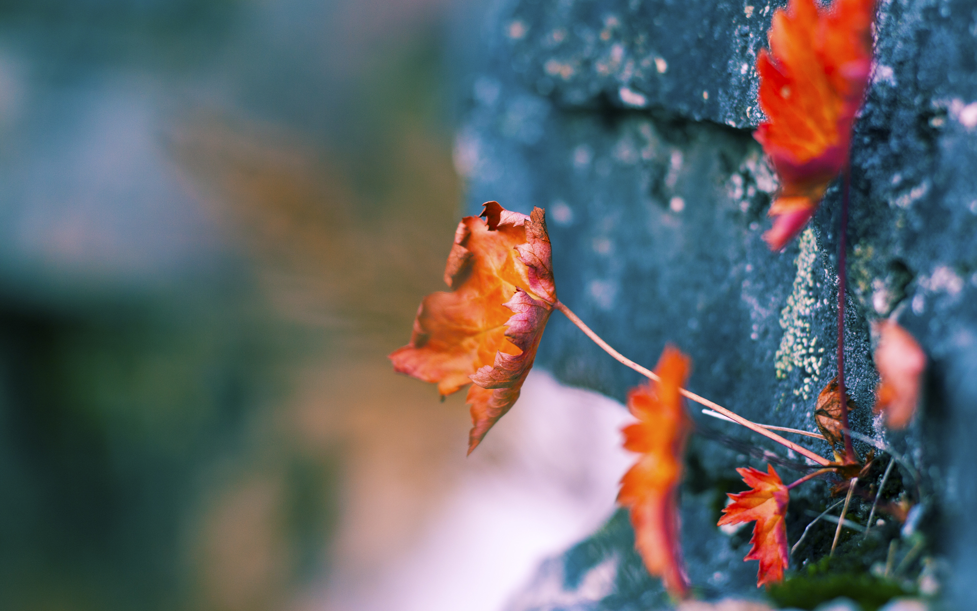 沉默的指挥家,美加墨世界杯之夜,哈利伯顿如何用非典型巨星方式赢下一切