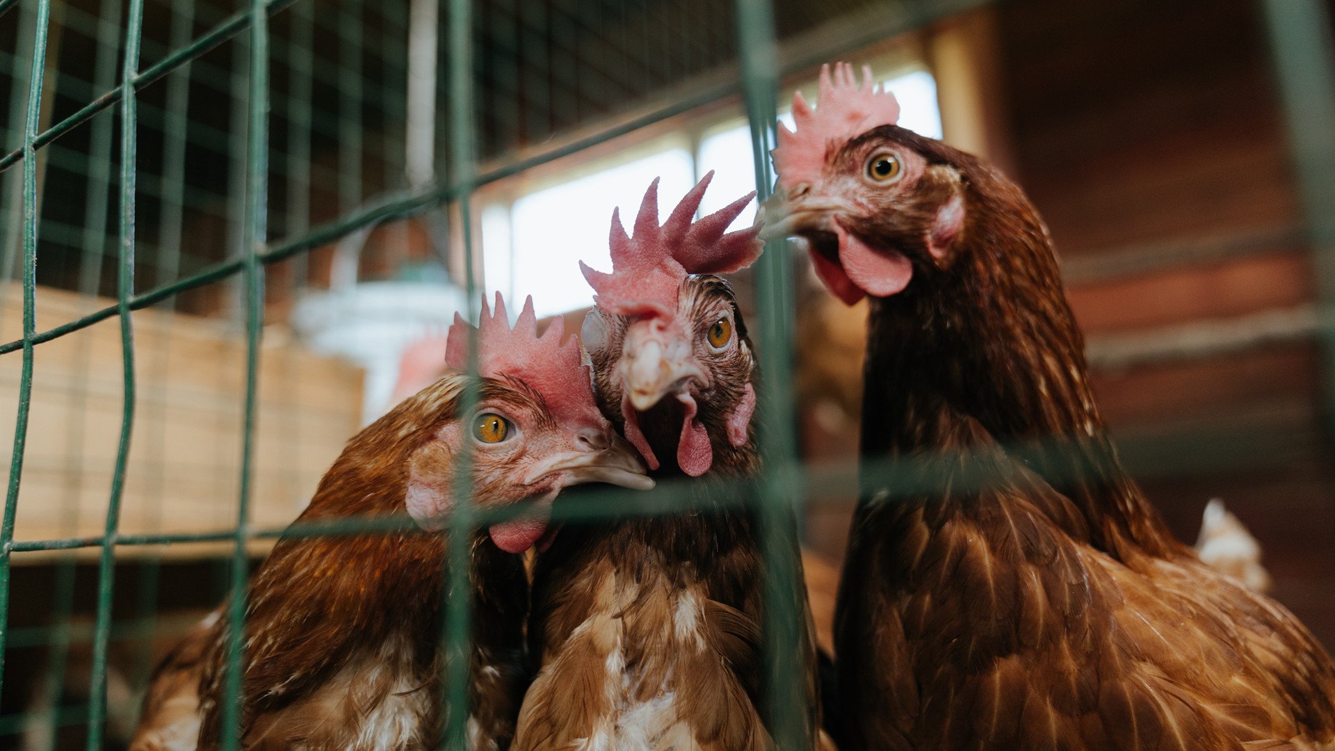 文班亚马的降维打击,当灰熊的利爪撕碎热火的防守神话