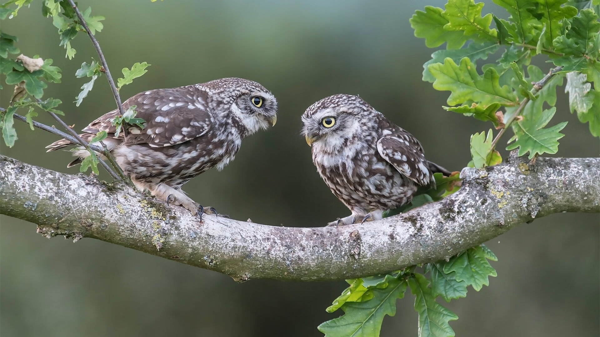 奇迹之夜,塞维利亚绝境翻盘爱尔兰,莱奥一己之力改写历史