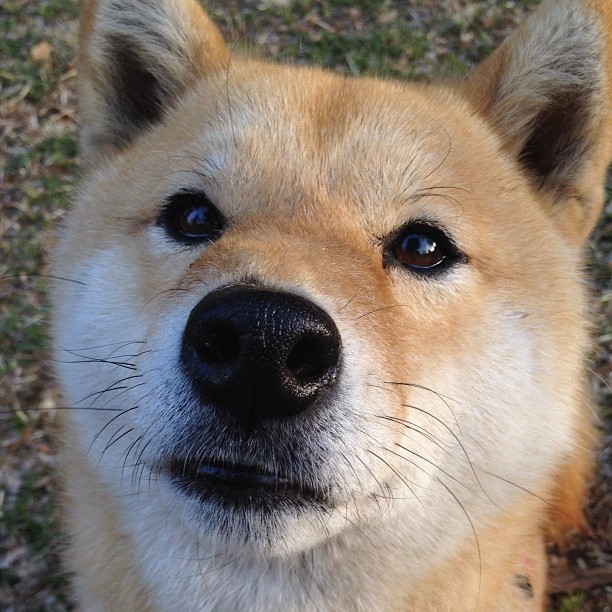 特奥时刻,乌克兰对阵国际米兰的永恒瞬间