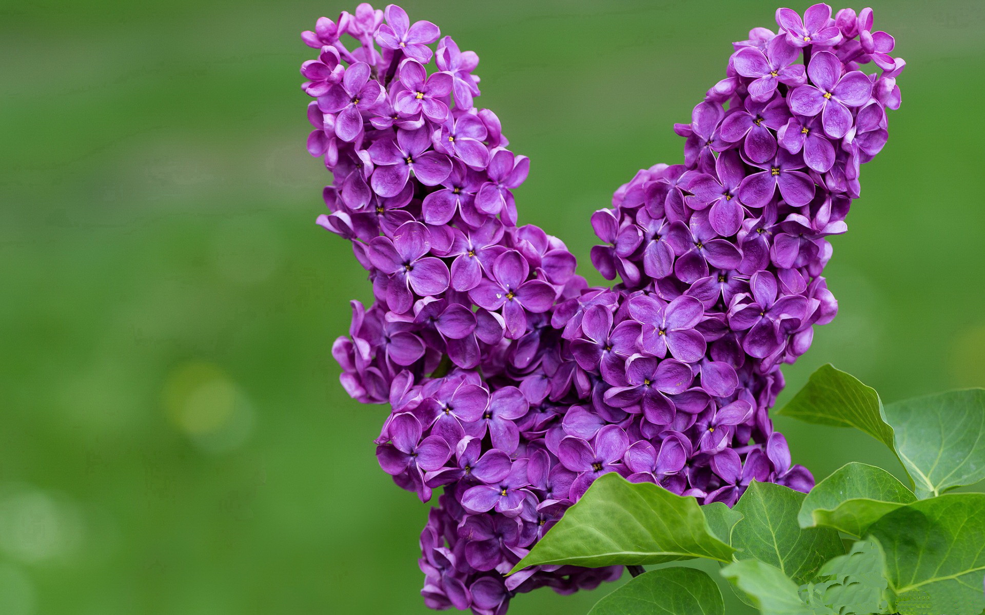 单方面碾压！塔图姆32分主宰攻防，76人半场打花上海队