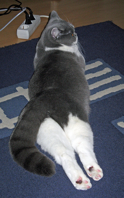 唯一出口，当希腊铁壁合围，凯塞多撕开命运的缝隙