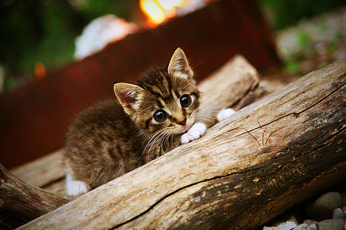 得分狂潮席卷五棵松！北京队窒息式攻防让活塞窒息，拉梅洛化身关键先生导演19-0制胜冲击波