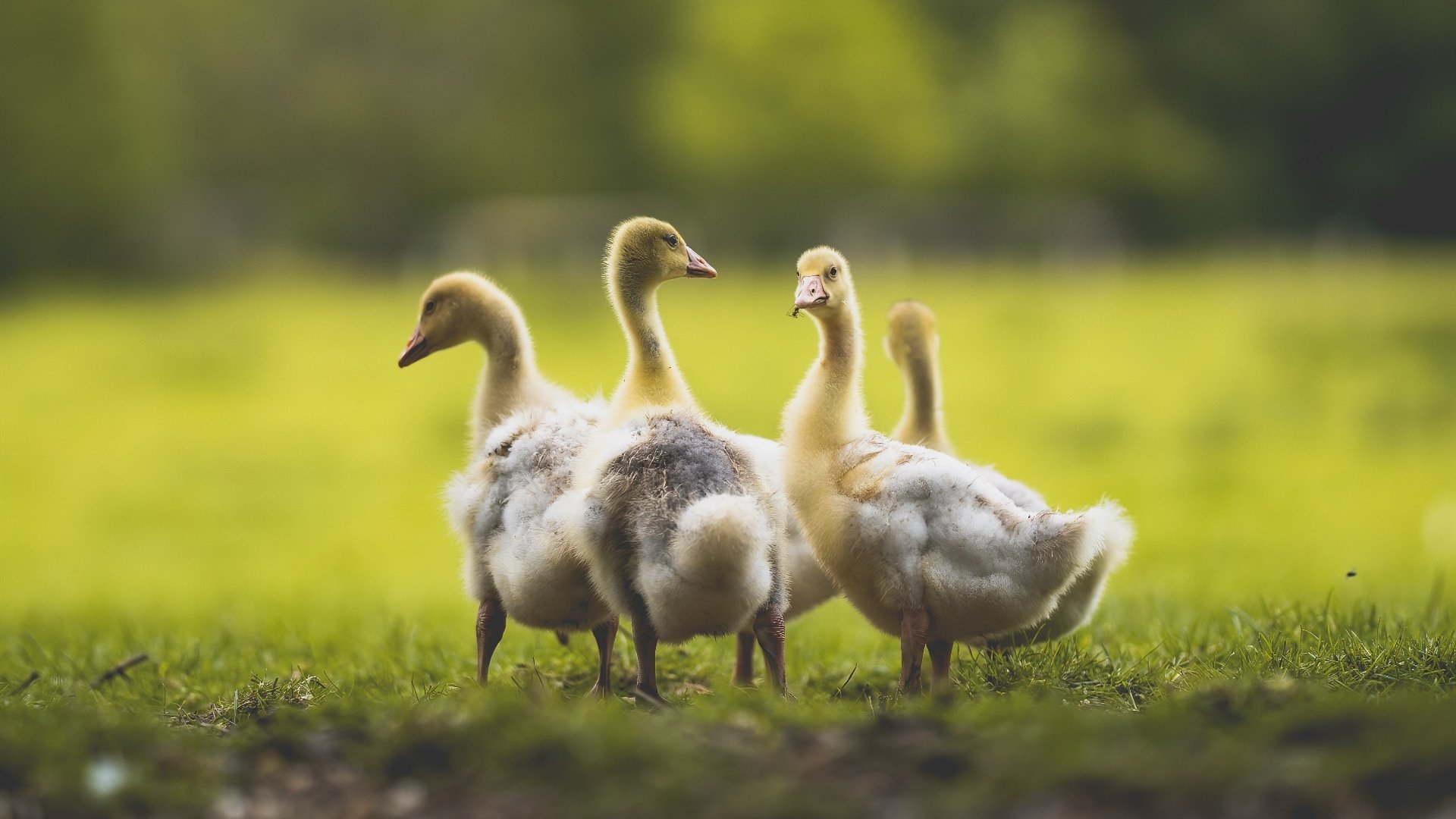 锁死的牢笼与接管的神迹—当东方策略点燃西方哲学