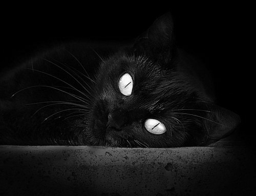 黄蜂终结森林狼记，巨人杀手振翅，欧文死神降临