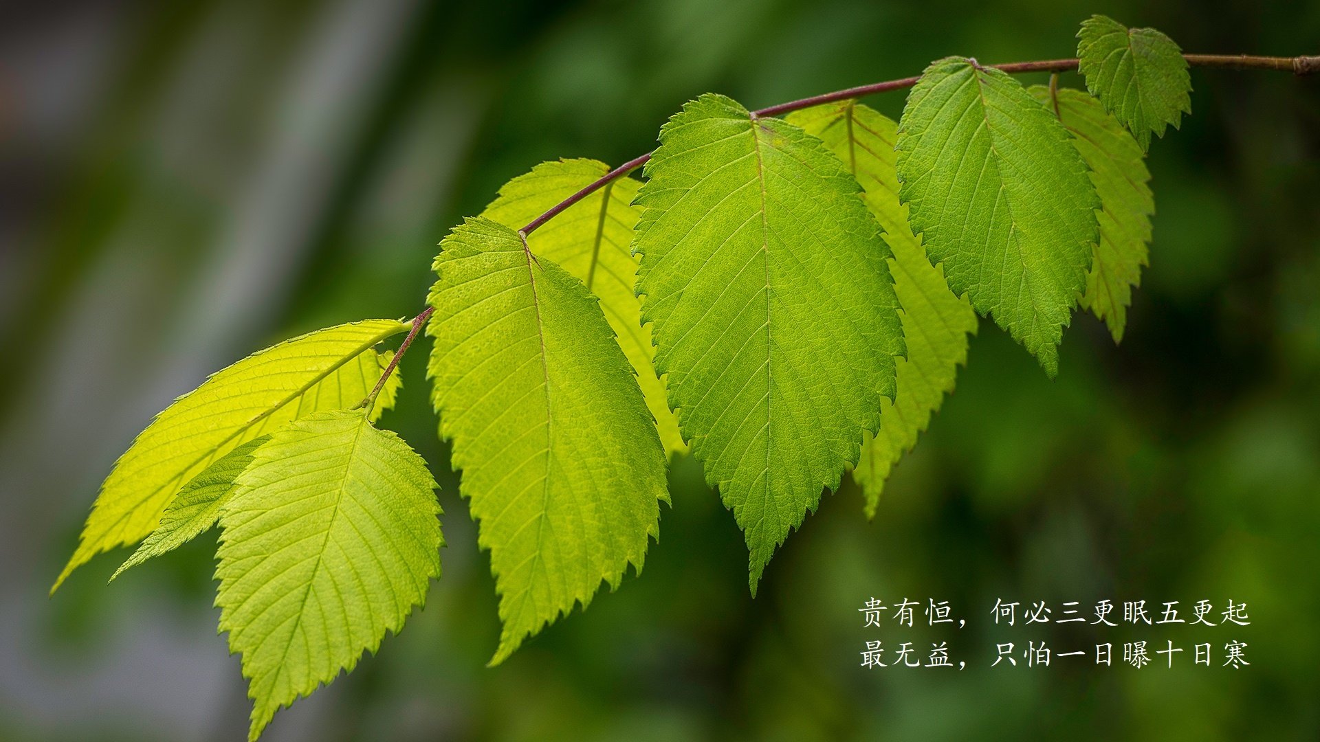当袋鼠撕裂太极虎,枫叶旗帜为何在南半球升起?2026世界杯D组那场关于唯一的悖论
