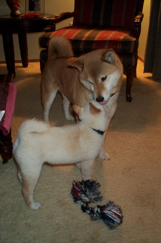 沙漠中的斗牛舞,当加维的锋芒刺破中东壁垒,2026世界杯F组上演唯一神迹